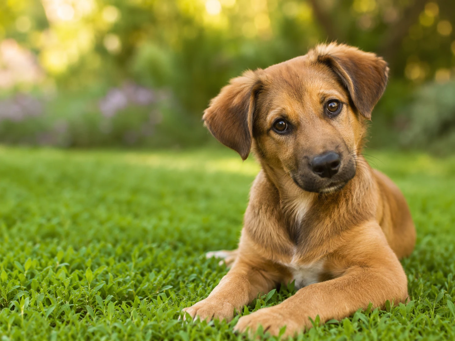 Perro feliz adoptado